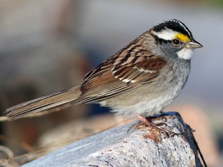 Bruant à gorge blanche (Zonotrichia albicollis)