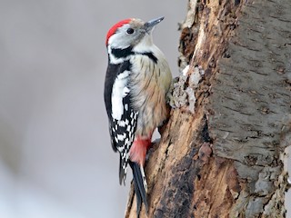 Pito mediano (Dendrocopos medius)