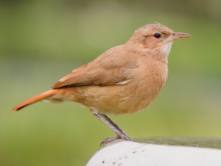 Rufous Hornero (Furnarius rufus)