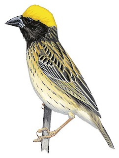 الحباك المخطط (Ploceus manyar)
