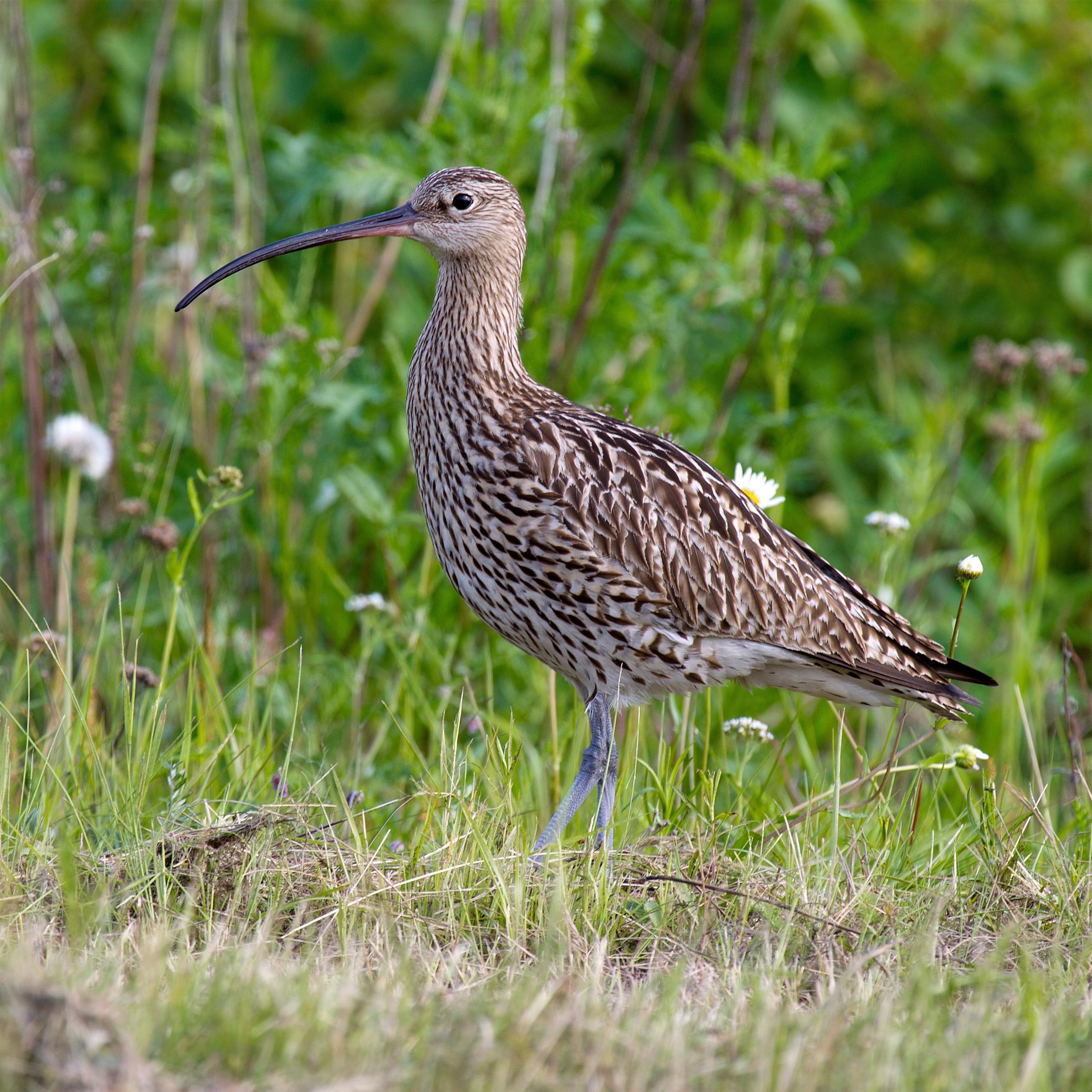 Eurasian Curlew (Numenius arquata)