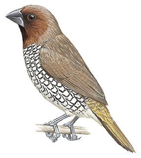 Chim Sẻ Đồng Vảy (Lonchura punctulata)