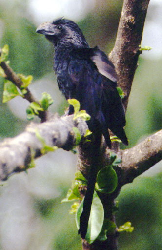 Cuco de pico liso (Crotophaga ani)
