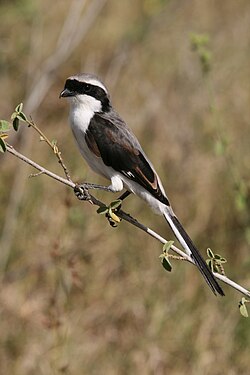 Сероспинный сорокопут (Lanius excubitoroides)