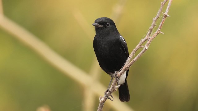 Traquet pie (Saxicola caprata)