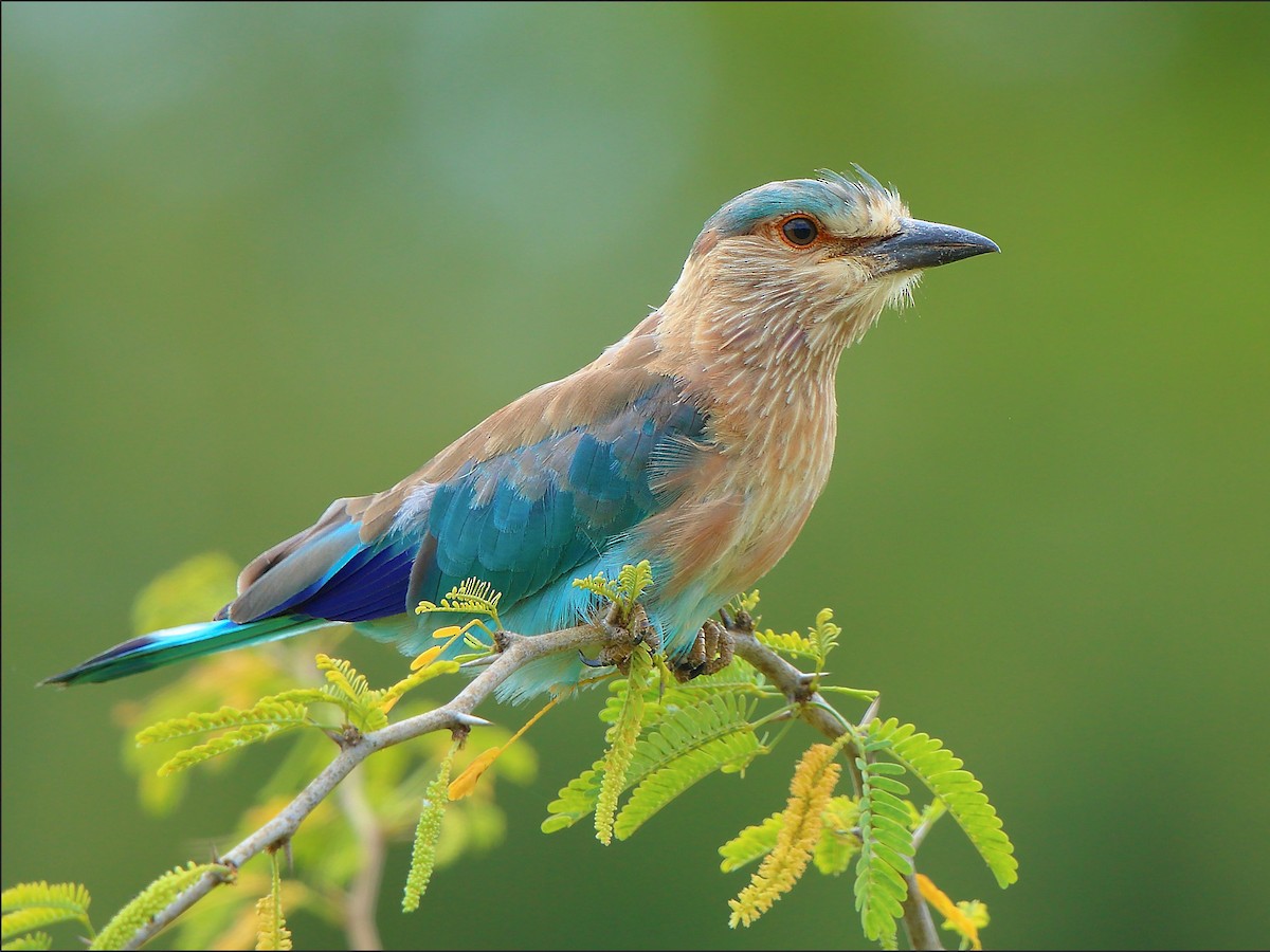 Indian Roller (Coracias benghalensis)