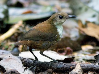 Corruíra-escamosa (Microcerculus marginatus)