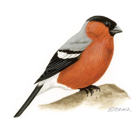 Eurasian Bullfinch (Pyrrhula pyrrhula)