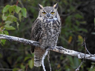 Great Horned Owl (Bubo virginianus)