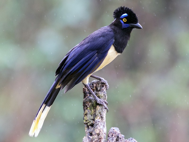Ghiandaia dal ciuffo (Cyanocorax chrysops)