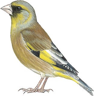방울새 (Chloris sinica)