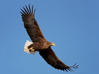 Orel mořský (Haliaeetus albicilla)