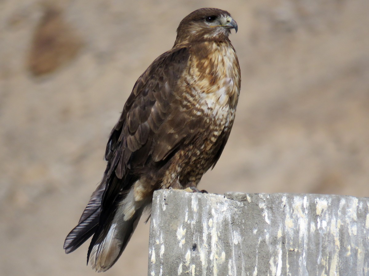 Мохноногий курганник (Buteo hemilasius)