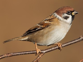 Eurasian Tree Sparrow (Passer montanus)