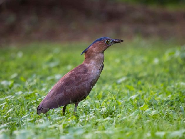 马来夜鹭 (Gorsachius melanolophus)