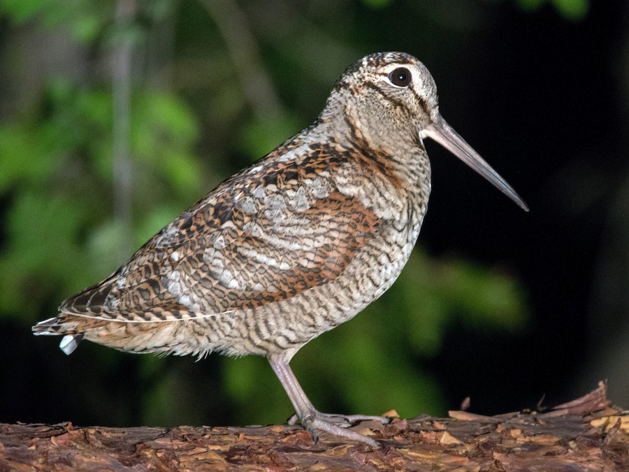 Eurasian Woodcock (Scolopax rusticola)