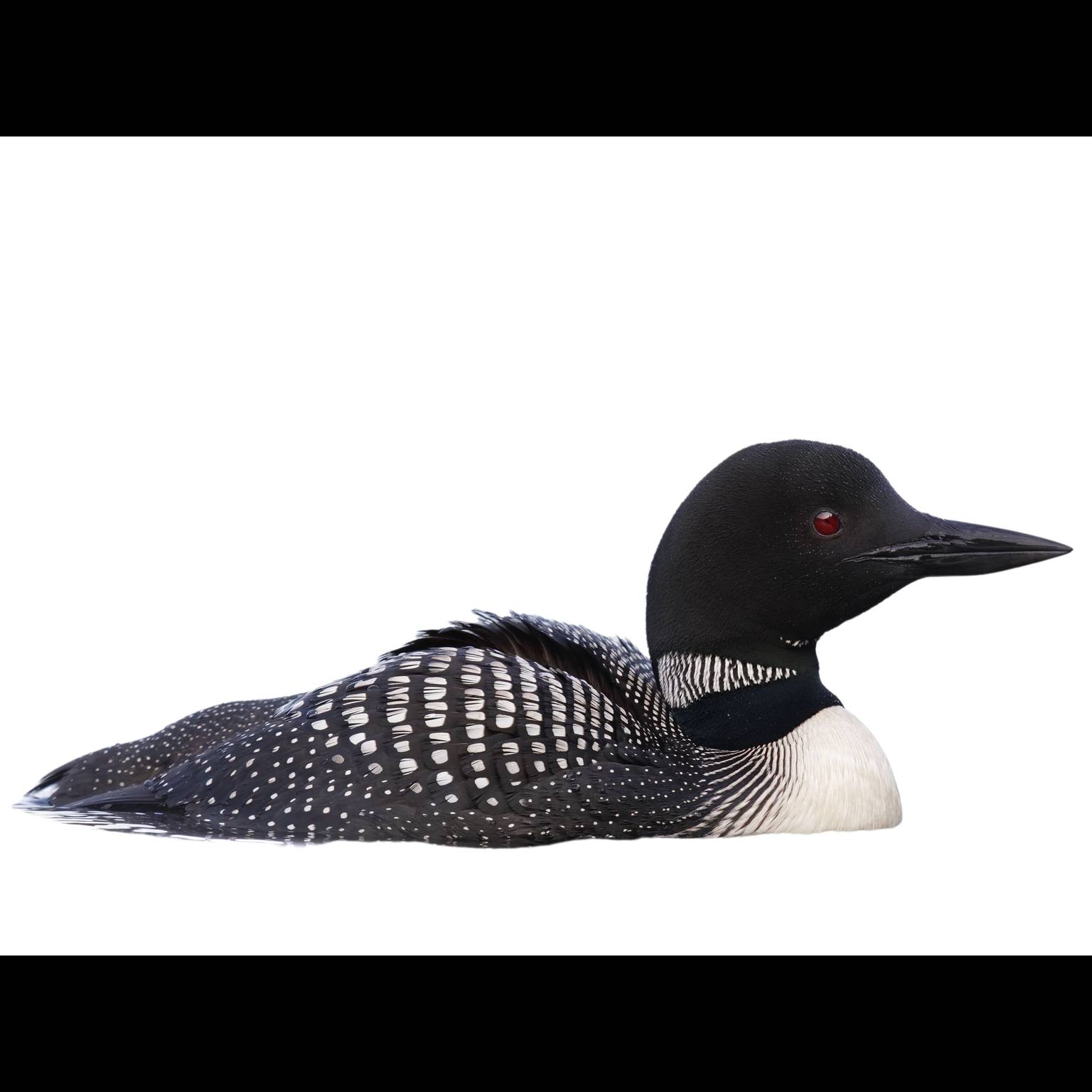 Common Loon (Gavia immer)