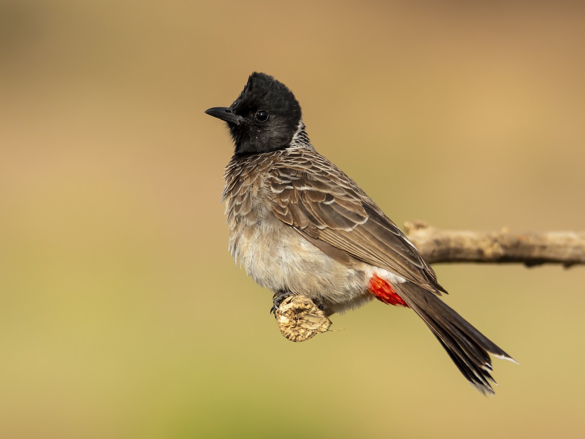 بلبل أحمر العجز (Pycnonotus cafer)