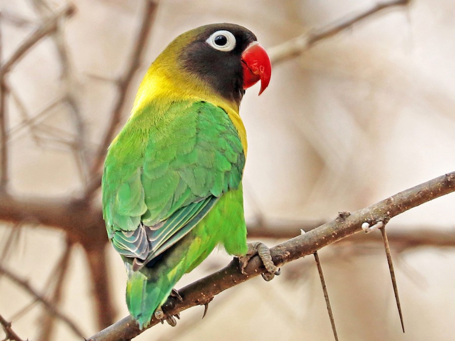 Yellow-collared Lovebird (Agapornis personatus)