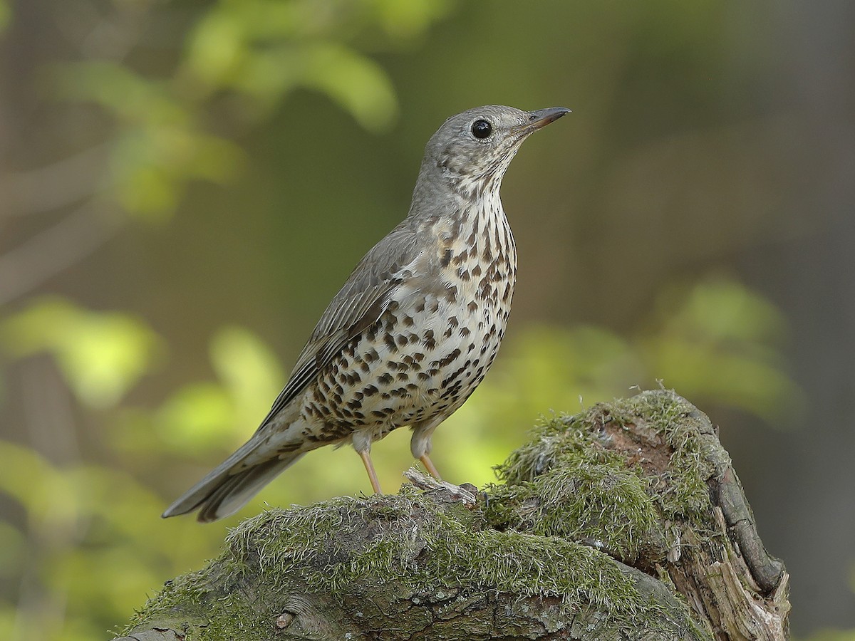 Дрізд-омелюх (Turdus viscivorus)