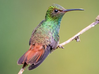 Colibrí Rufi-cola (Amazilia tzacatl)