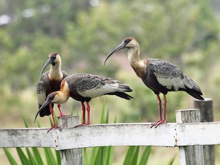 Ibis dal Collo Buff (Theristicus caudatus)