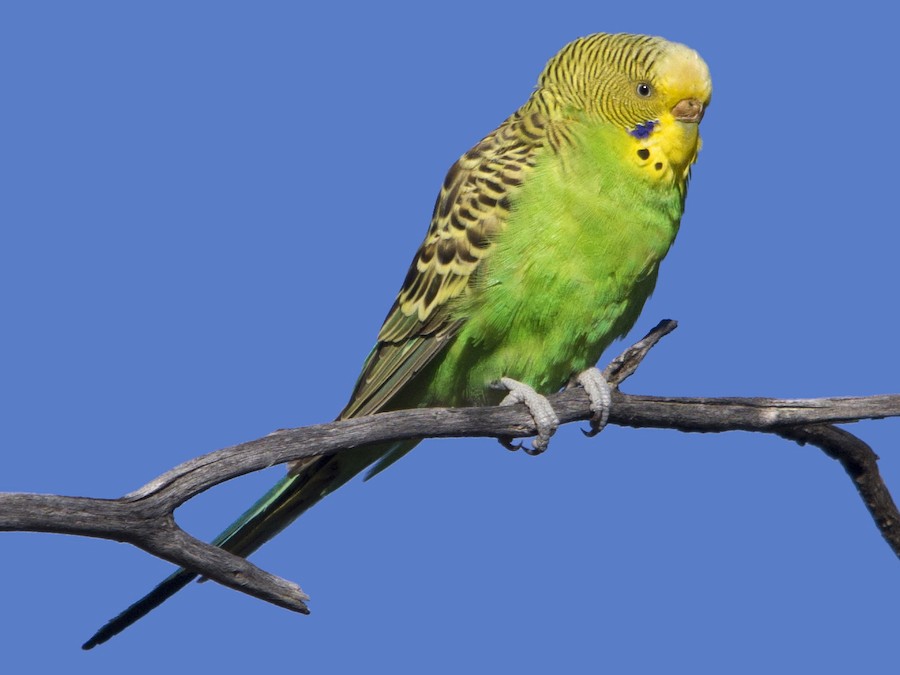 Budgerigar (Melopsittacus undulatus)