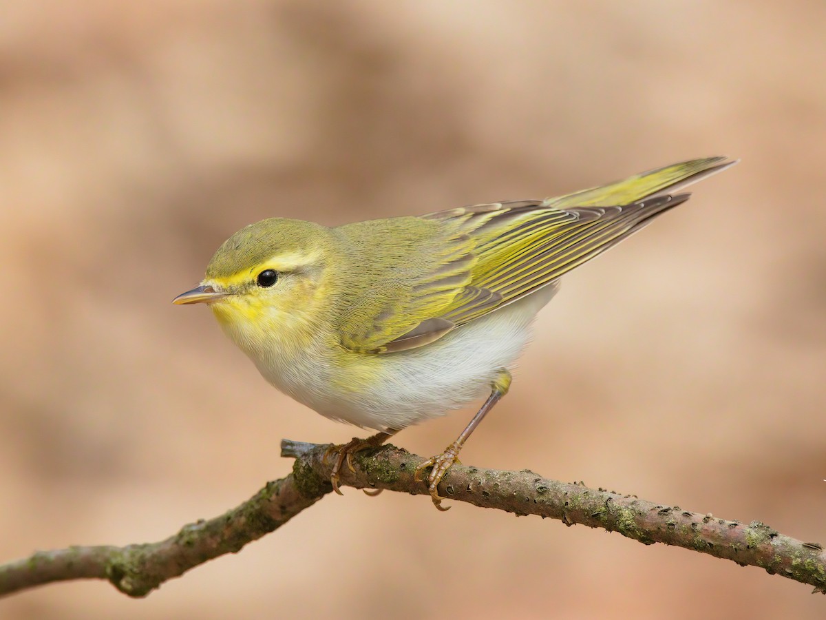 Silvie cu ochi galbeni (Phylloscopus sibilatrix)
