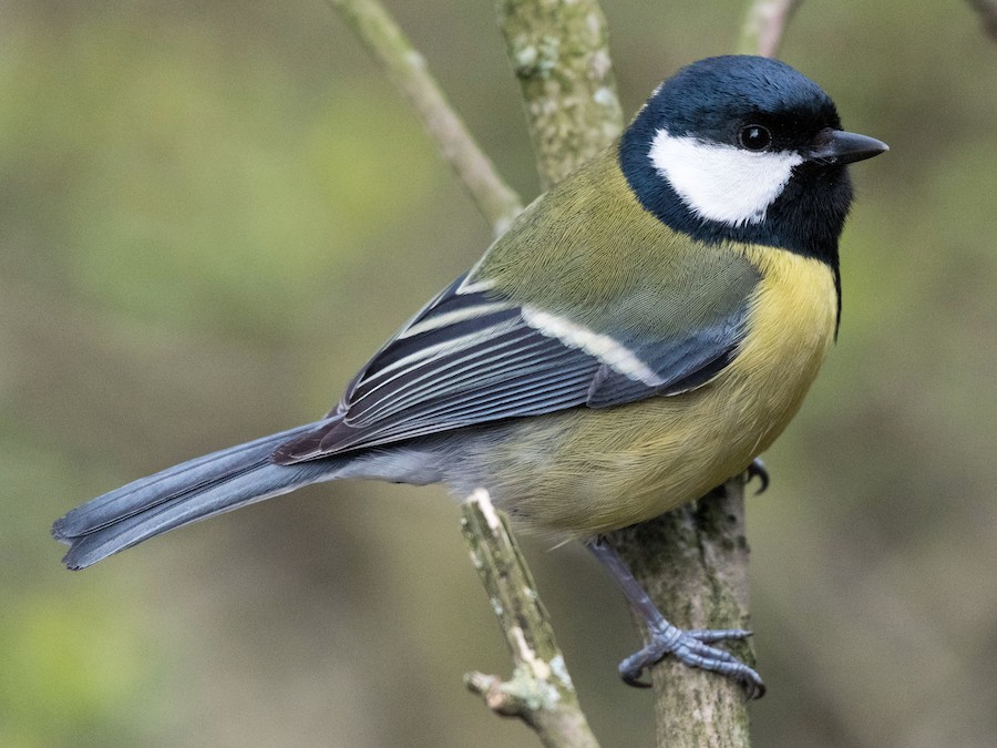 Great Tit (Parus major)