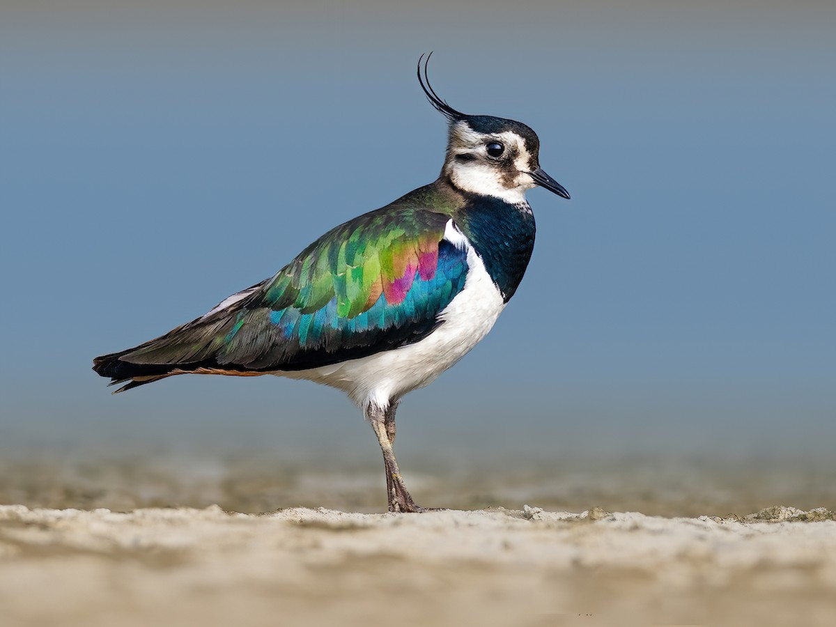 Pavoncella (Vanellus vanellus)