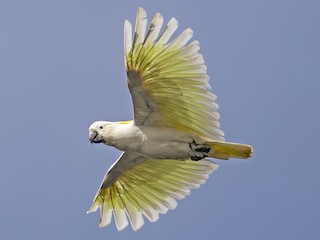 Sulphur-crested Cockatoo (Cacatua galerita)