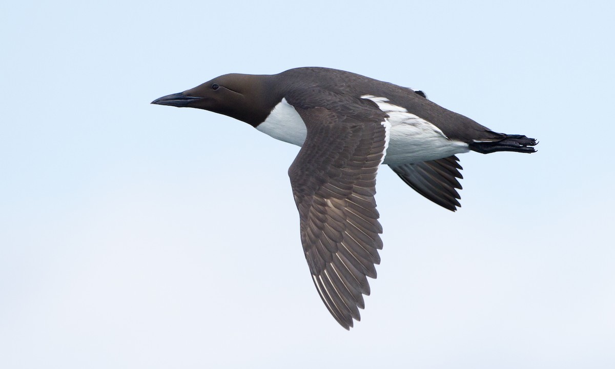 Common Murre (Uria aalge)
