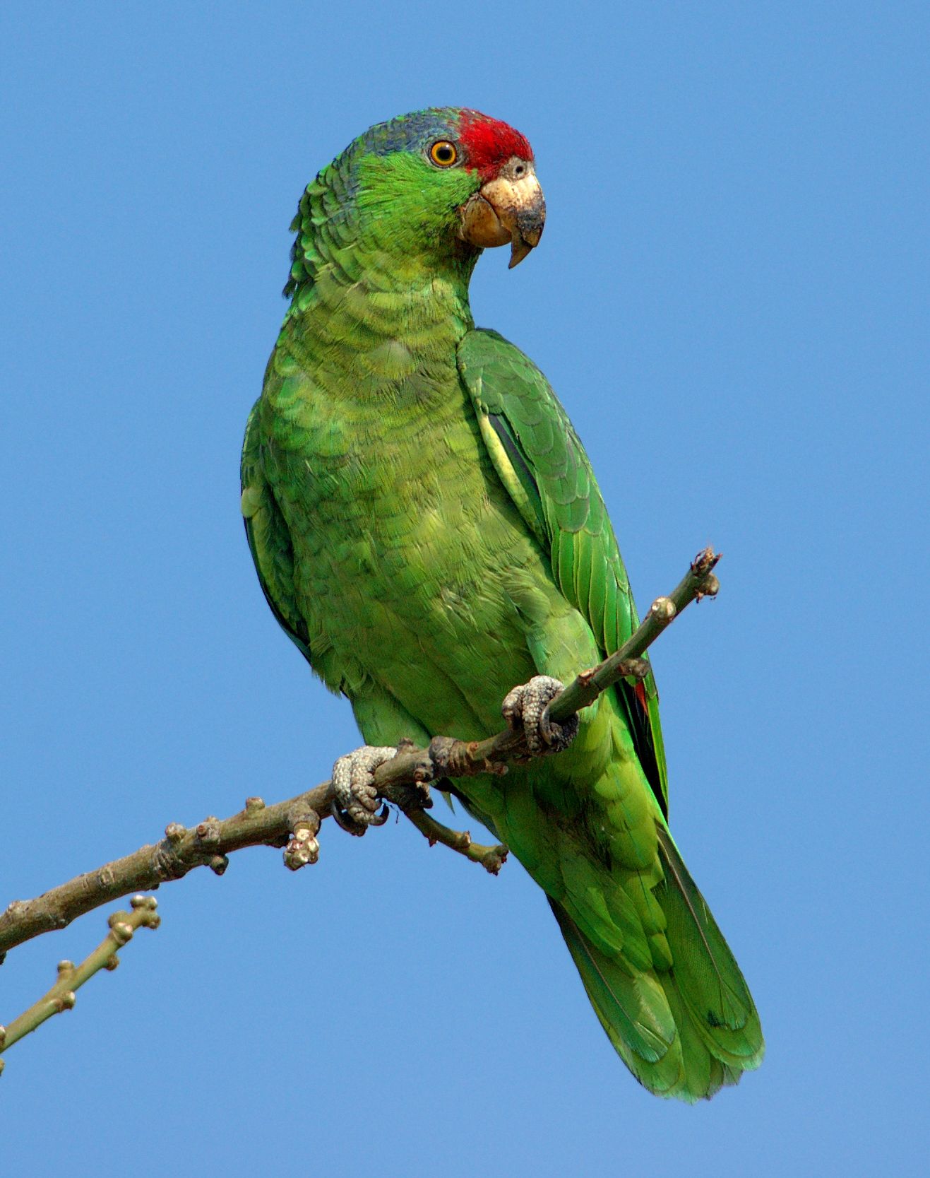 붉은관아마존앵무 (Amazona viridigenalis)