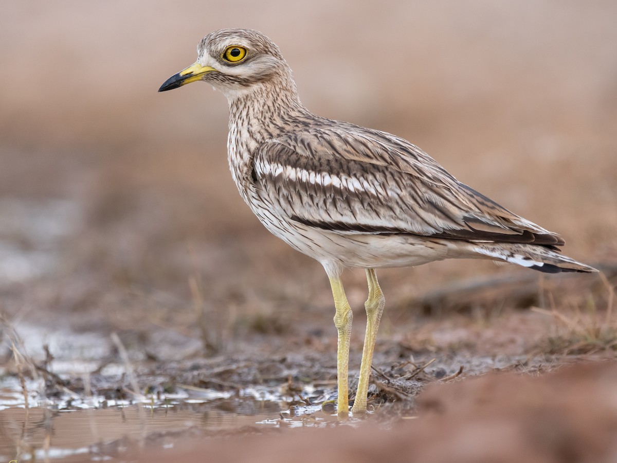 Eurasian Stone-curlew (Burhinus oedicnemus)