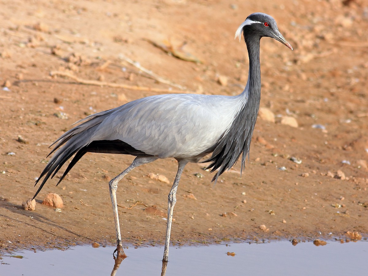 Grue demoiselle (Anthropoides virgo)