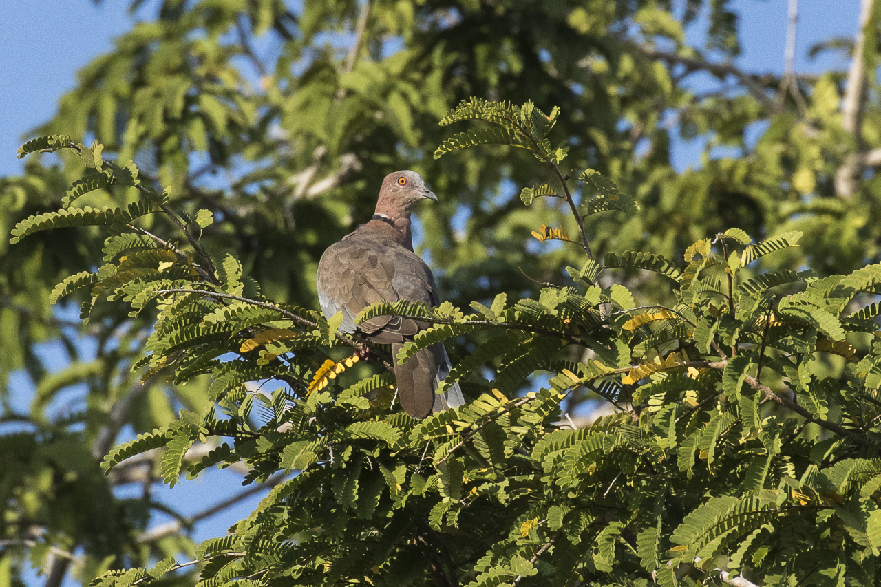 Perkutut Jawa (Streptopelia bitorquata)