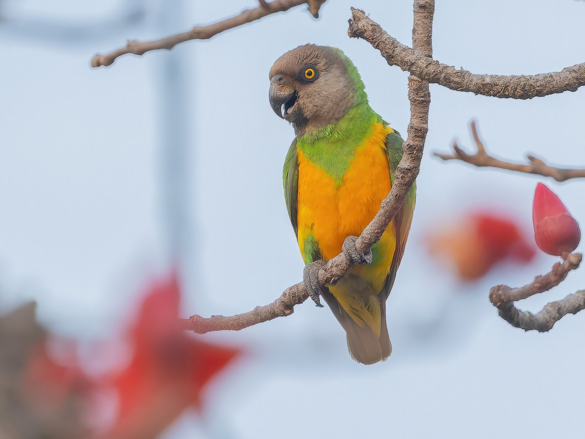 Papoušek senegalský (Poicephalus senegalus)