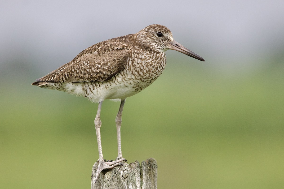 Chevalier semipalmé (Tringa semipalmata)