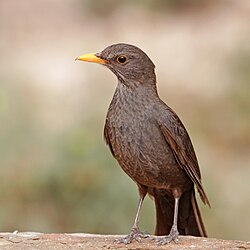 Kos černý (Turdus merula)