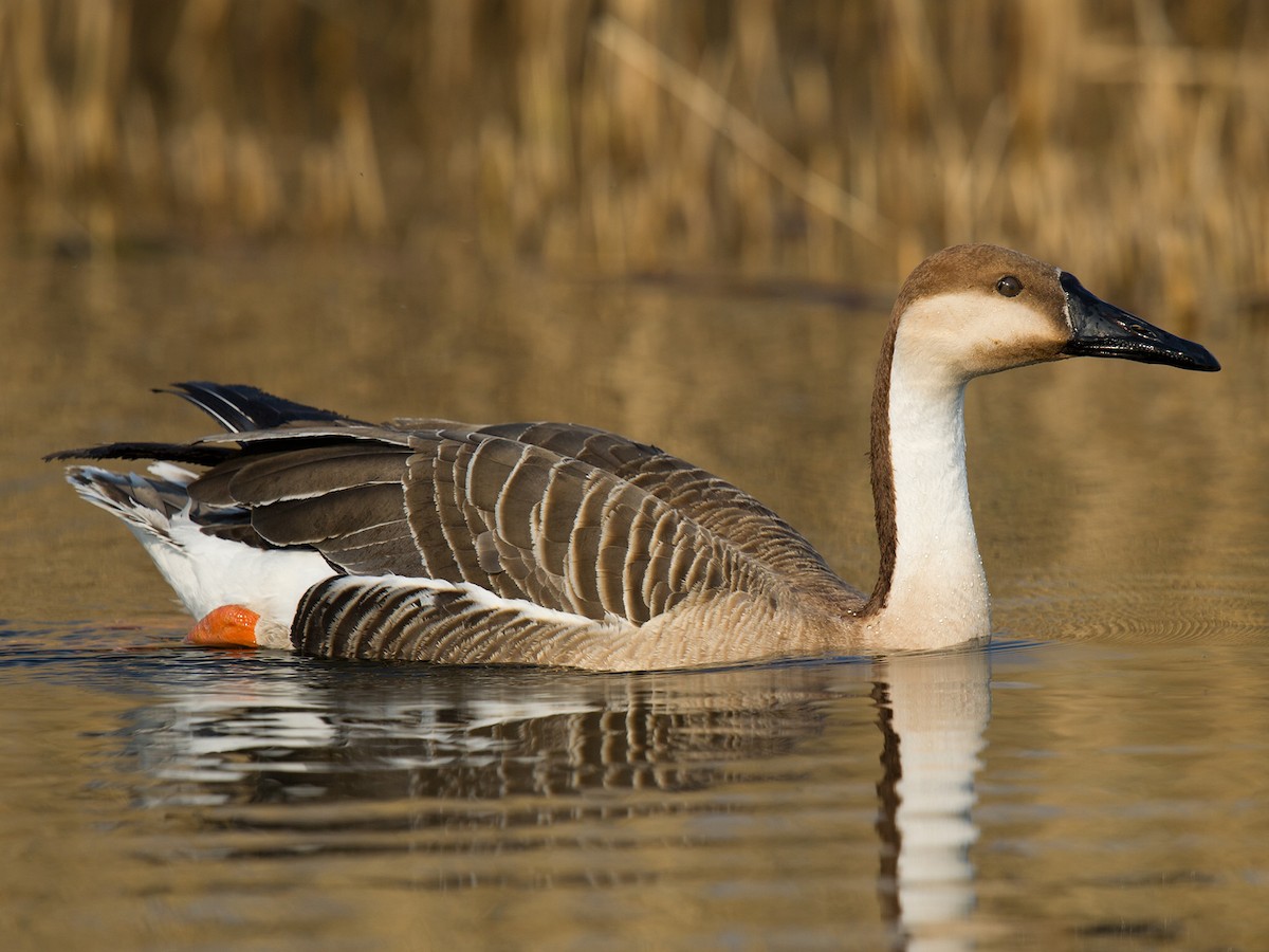 Husice labutí (Anser cygnoid)