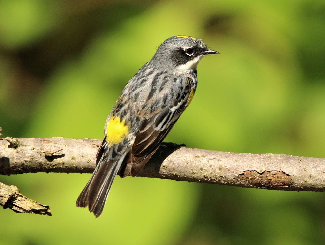 Chipe Coronado Amarillo (Setophaga coronata)