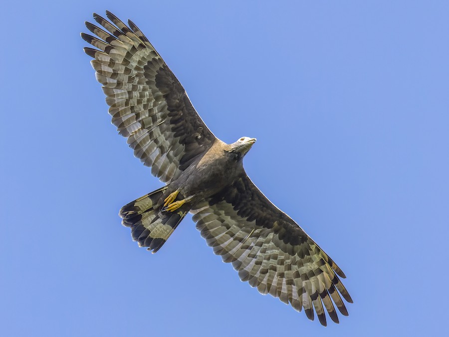 Falco pecchiaiolo orientale (Pernis ptilorhynchus)