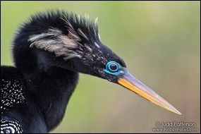 Anhinga (Anhinga anhinga)