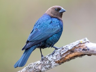 Barnafejű gulyajáró (Molothrus ater)