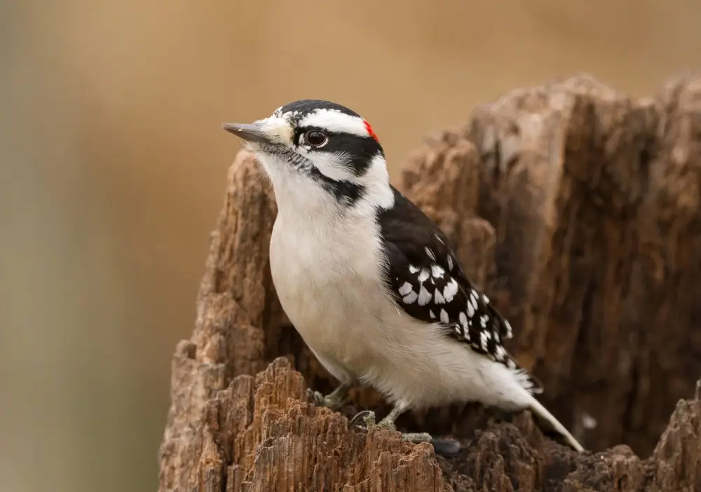 Downy Woodpecker (Dryobates pubescens)