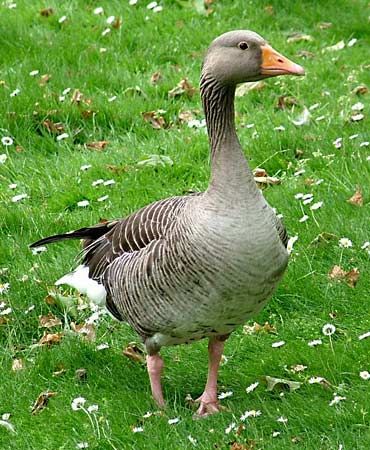 Grauwe Gans (Anser anser)
