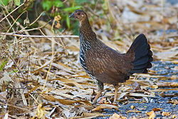 دجاجة الأدغال الرمادية (Gallus sonneratii)