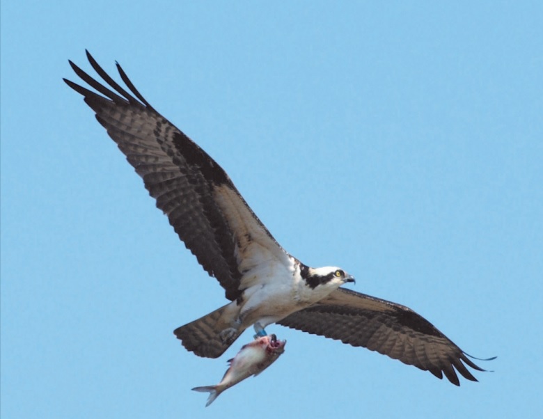 Halászsas (Pandion haliaetus)