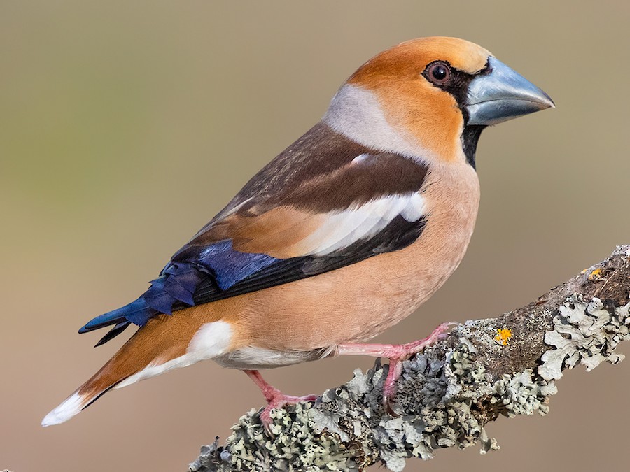Dlask tlustozobý (Coccothraustes coccothraustes)