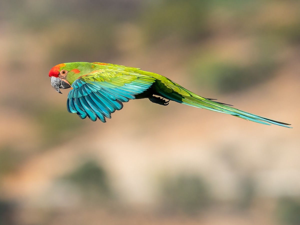 Roodmaskerara (Ara rubrogenys)